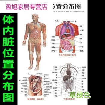 人体左边是什么器官图 人体内器官图