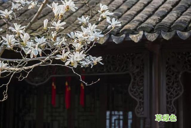 玉兰正逢盛花期，一波“云赏花”走起 测测你的古代名字