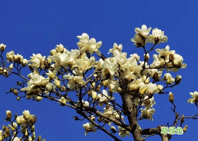 玉兰正逢盛花期，一波“云赏花”走起 测测你的古代名字