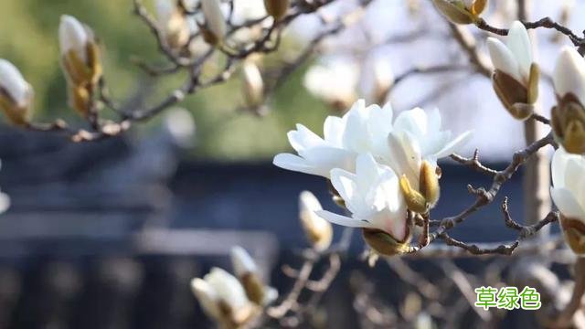 玉兰正逢盛花期，一波“云赏花”走起 测测你的古代名字