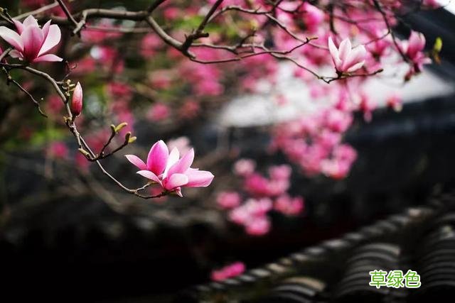玉兰正逢盛花期，一波“云赏花”走起 测测你的古代名字
