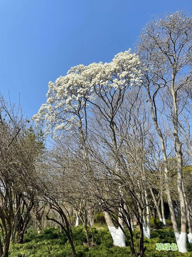 玉兰正逢盛花期，一波“云赏花”走起 测测你的古代名字