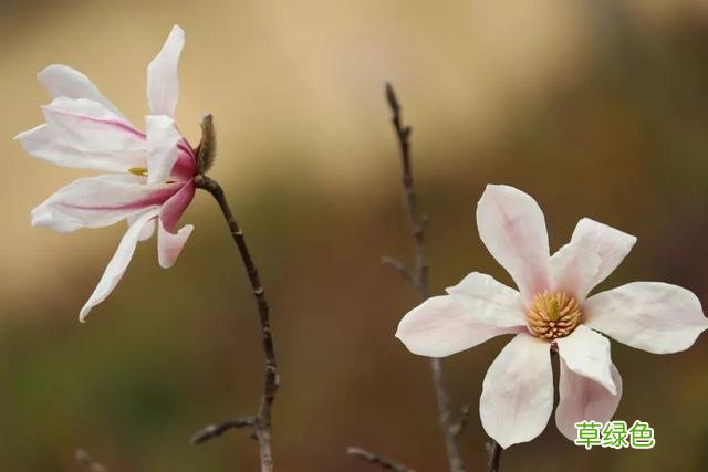 玉兰正逢盛花期，一波“云赏花”走起 测测你的古代名字