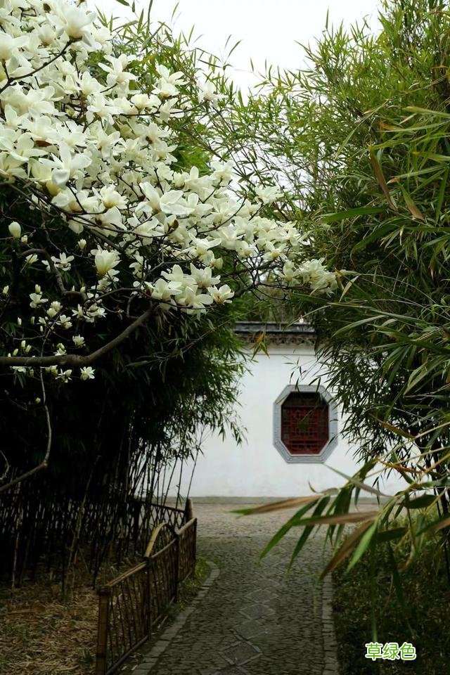 玉兰正逢盛花期，一波“云赏花”走起 测测你的古代名字