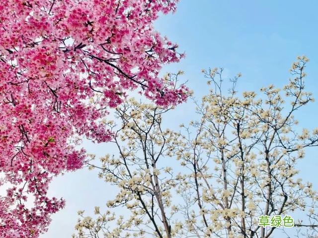 玉兰正逢盛花期，一波“云赏花”走起 测测你的古代名字