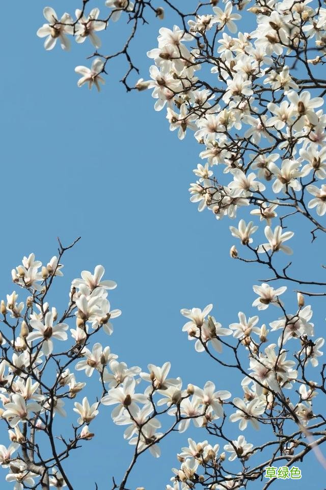玉兰正逢盛花期，一波“云赏花”走起 测测你的古代名字