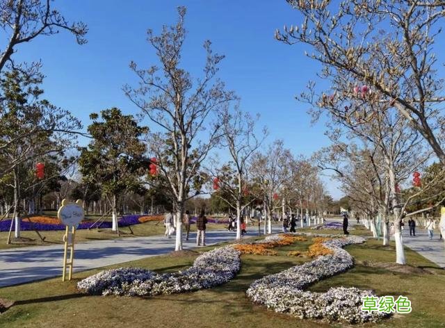 玉兰正逢盛花期，一波“云赏花”走起 测测你的古代名字