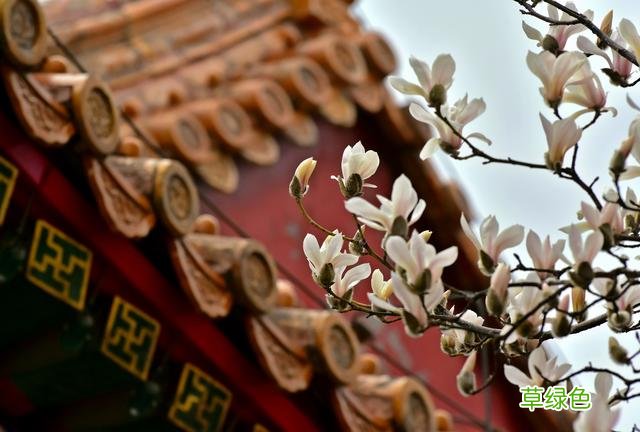 玉兰正逢盛花期，一波“云赏花”走起 测测你的古代名字