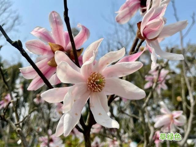 玉兰正逢盛花期，一波“云赏花”走起 测测你的古代名字