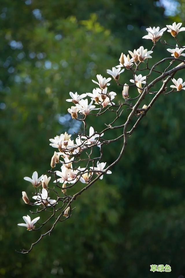 玉兰正逢盛花期，一波“云赏花”走起 测测你的古代名字