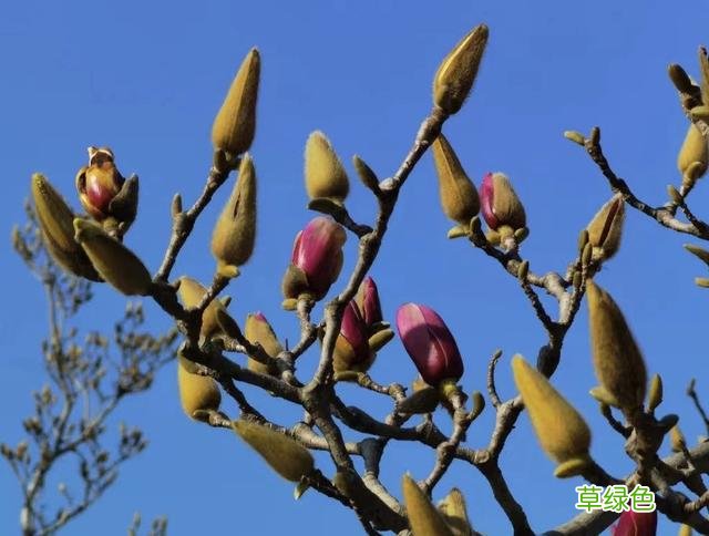 玉兰正逢盛花期，一波“云赏花”走起 测测你的古代名字