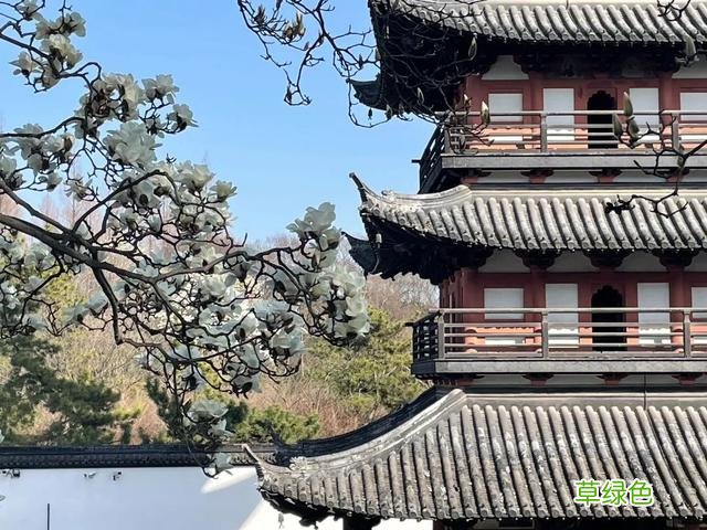 玉兰正逢盛花期，一波“云赏花”走起 测测你的古代名字