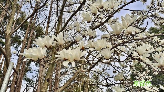 玉兰正逢盛花期，一波“云赏花”走起 测测你的古代名字
