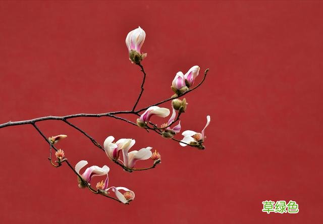 玉兰正逢盛花期，一波“云赏花”走起 测测你的古代名字