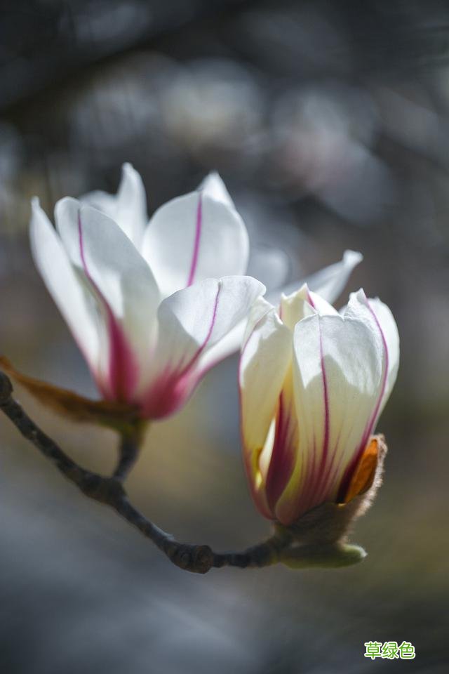 玉兰正逢盛花期，一波“云赏花”走起 测测你的古代名字