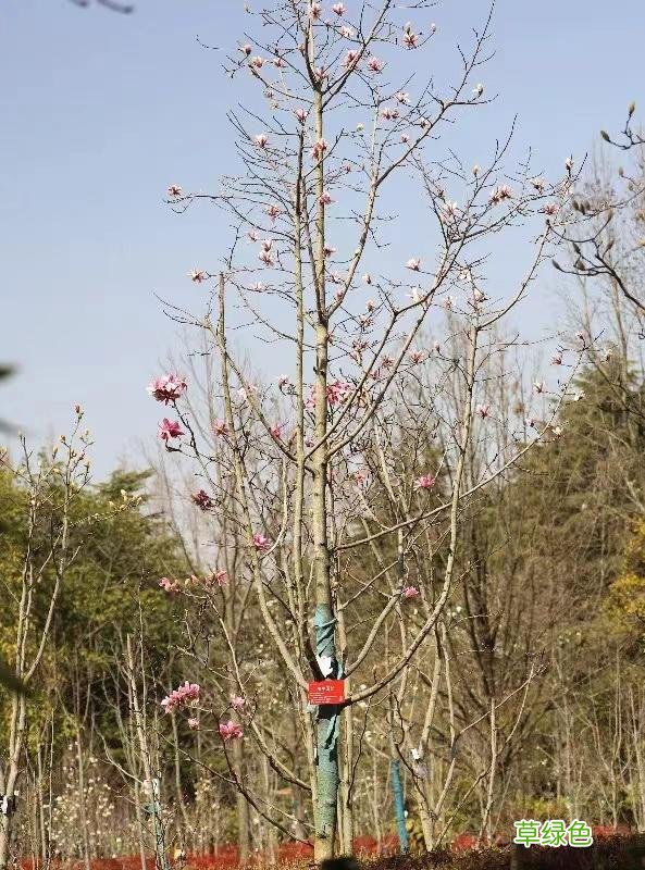 玉兰正逢盛花期，一波“云赏花”走起 测测你的古代名字