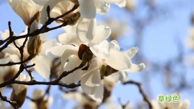 玉兰正逢盛花期，一波“云赏花”走起 测测你的古代名字