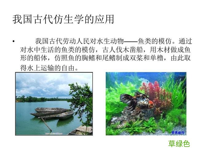 什么是仿生学它在我们生活中有哪些作用 什么是仿生学