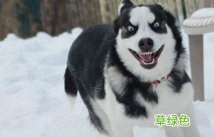 狗狗名字大集合：盘点那些令人“爆笑”的名字，你家叫什么？ 狗叫什么名字