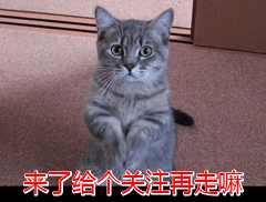 狗狗名字大集合：盘点那些令人“爆笑”的名字，你家叫什么？ 狗叫什么名字