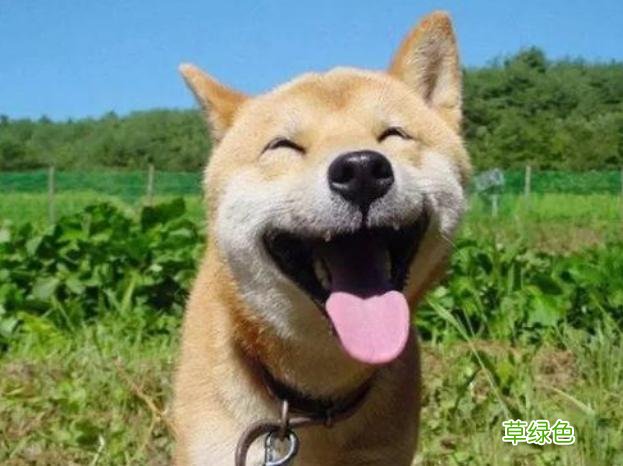 狗狗名字大集合：盘点那些令人“爆笑”的名字，你家叫什么？ 狗叫什么名字
