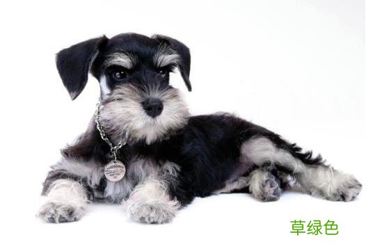 狗狗名字大集合：盘点那些令人“爆笑”的名字，你家叫什么？ 狗叫什么名字