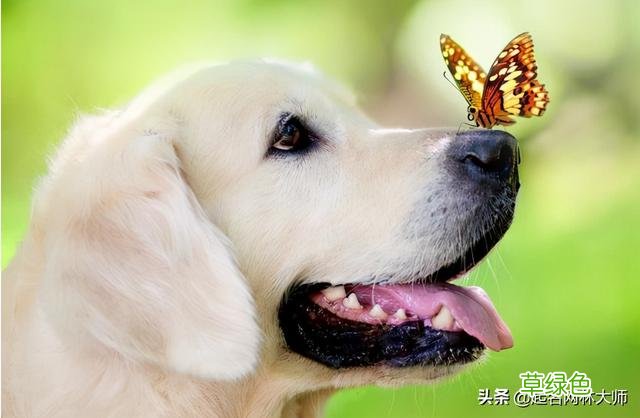 56个“时尚潮流”狗狗名，告别撞名，做最潮的狗狗 狗名字