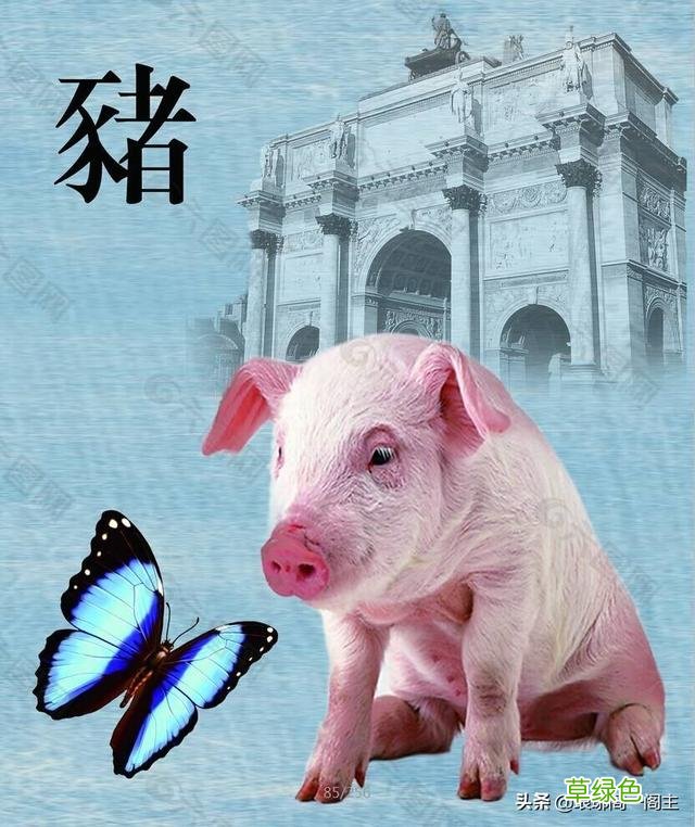 中国十二生肖的由来——猪 猪什么生肖