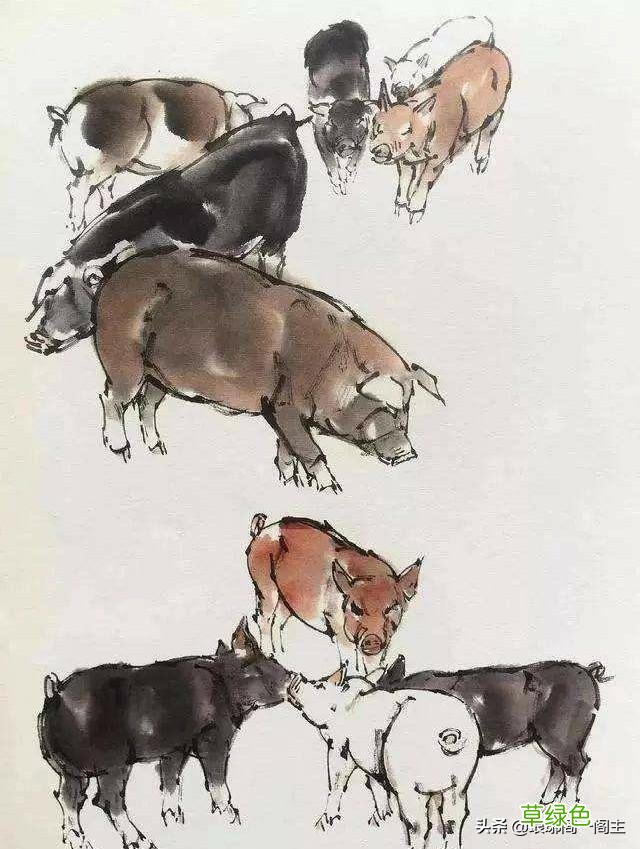 中国十二生肖的由来——猪 猪什么生肖