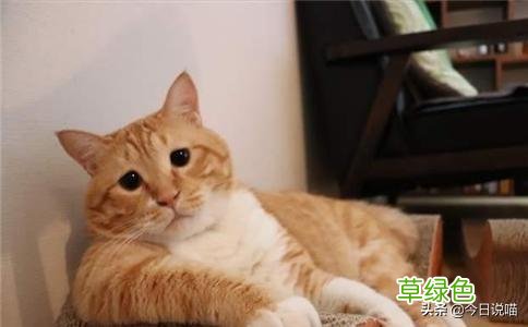 盘点十大网红猫品种，你最想养哪一只？ 猫名字排名