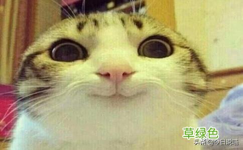 盘点十大网红猫品种，你最想养哪一只？ 猫名字排名