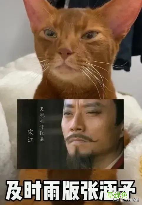 盘点十大网红猫品种，你最想养哪一只？ 猫名字排名