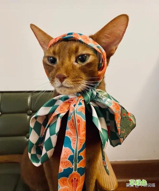 盘点十大网红猫品种，你最想养哪一只？ 猫名字排名