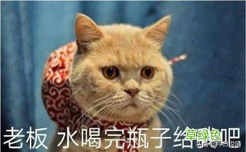盘点十大网红猫品种，你最想养哪一只？ 猫名字排名