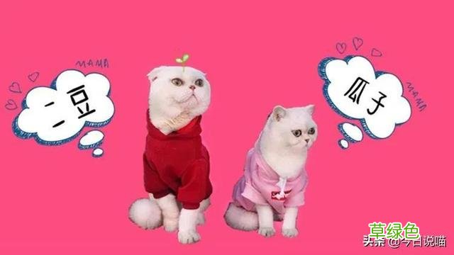 盘点十大网红猫品种，你最想养哪一只？ 猫名字排名