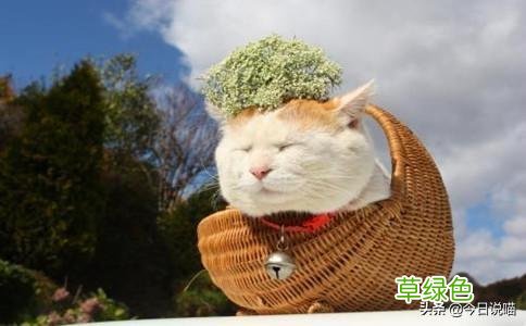 盘点十大网红猫品种，你最想养哪一只？ 猫名字排名