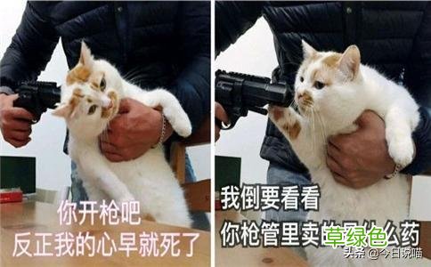 盘点十大网红猫品种，你最想养哪一只？ 猫名字排名