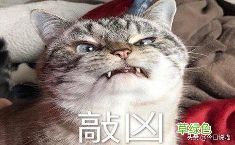 盘点十大网红猫品种，你最想养哪一只？ 猫名字排名