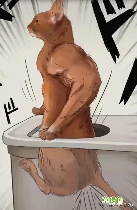 盘点十大网红猫品种，你最想养哪一只？ 猫名字排名