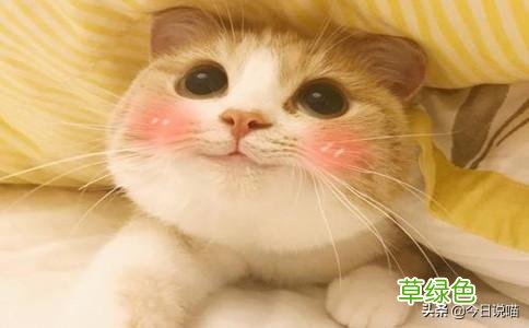 盘点十大网红猫品种，你最想养哪一只？ 猫名字排名