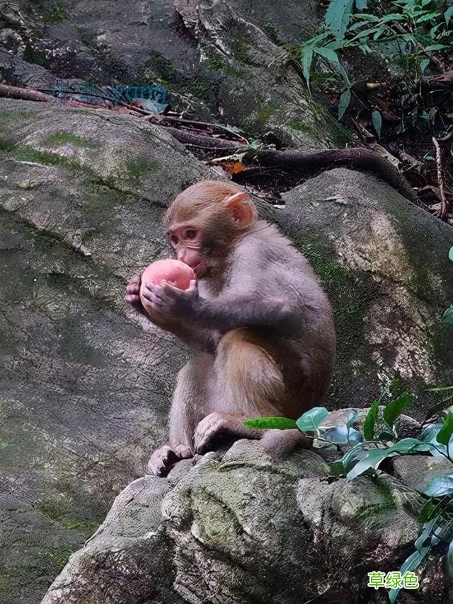 华夏风范丨十二生肖：猴 猴子属什么类