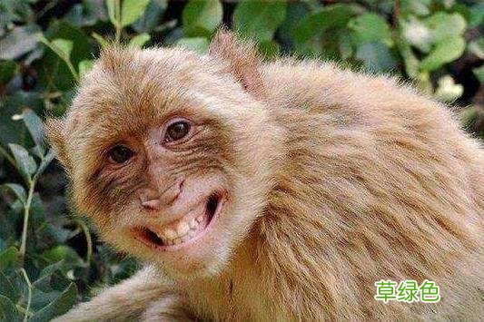 华夏风范丨十二生肖：猴 猴子属什么类