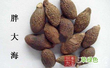 胖大海的功效与作用对咽炎有益吗 胖大海的功效