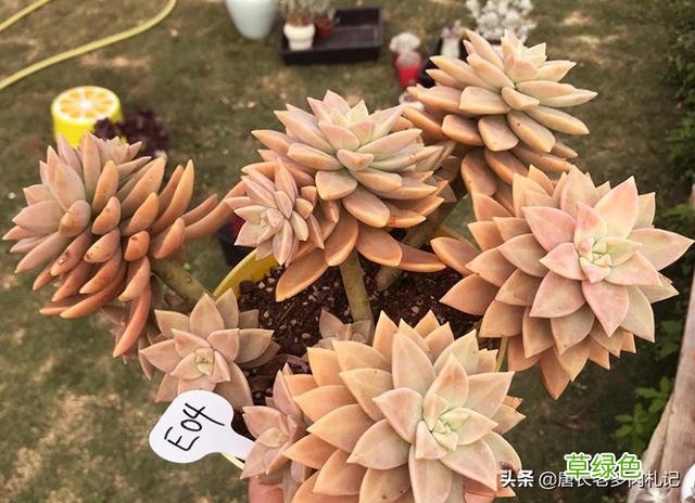 橙色恋人——叶形像胧月，颜色像布丁的多肉，我觉得你多半没养过 情侣养什么花