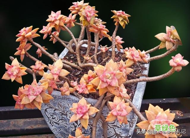 橙色恋人——叶形像胧月，颜色像布丁的多肉，我觉得你多半没养过 情侣养什么花