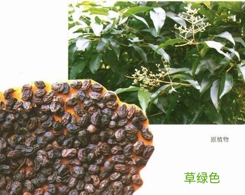 女贞子的功效与作用图片 女贞子的功效