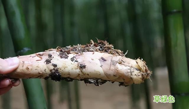 这6种蔬菜不焯水千万别吃！伤肠胃、没营养，为家人着想别偷懒 焯五行属什么