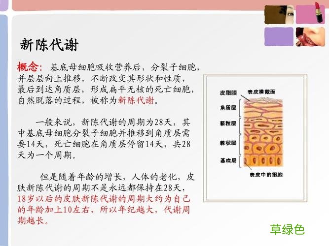 美容护肤理论知识大全必背 美容护肤知识大全