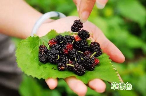 桑葚的营养价值与食用功效 桑葚的营养价值