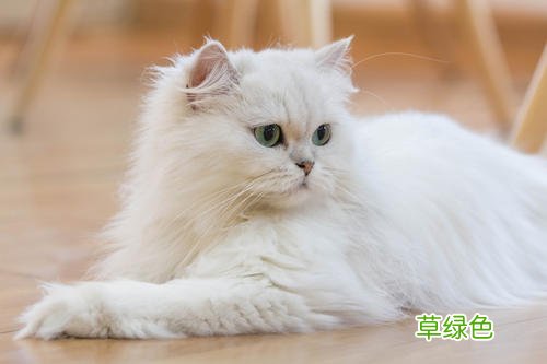 猫豆的功效与作用禁忌 猫的作用与功效